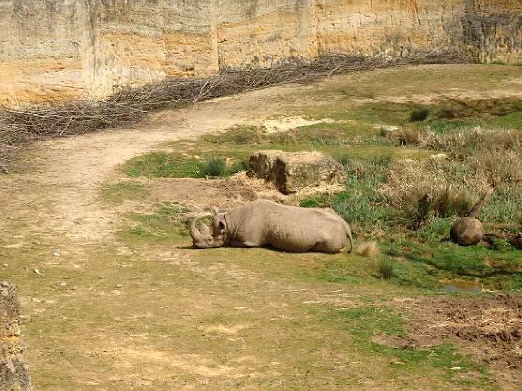 149 BIO PARC DE DOUE LA FONTAINE 7- 2016_000031.jpg